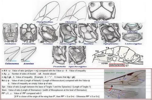 Cryptinae divers
